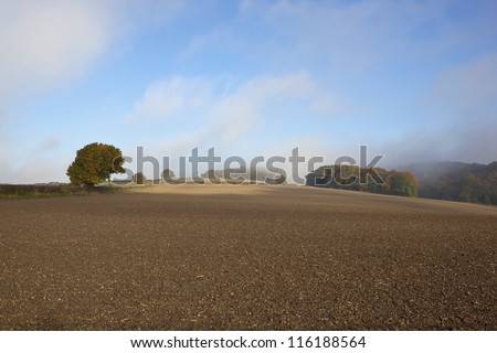 an autumn landscape with early morning mist rising over the bare soil of a cultivated field with hedgerows and trees