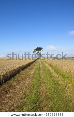 a single tree by a farm track and wheat field in the scenic yorkshire wolds england in late summer