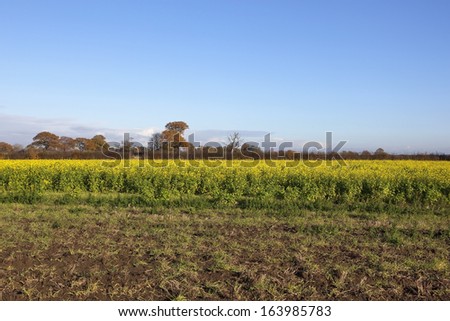 a bright yellow mustard crop with soil and grass in the foreground under a blue sky in autumn