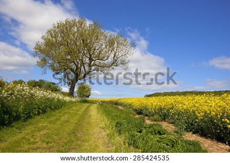 a grassy country footpath and bridleway with an ash tree running through agricultural scenery in the yorkshire wolds england under a blue sky in summer