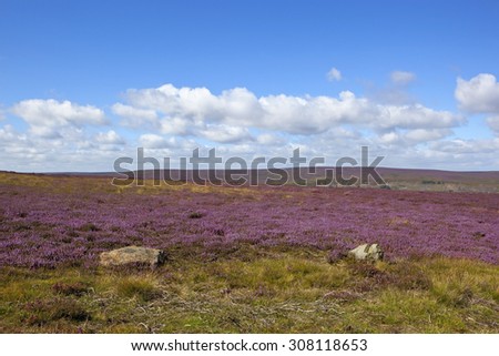 flowering purple heather on the north york moors in england under a blue sky with white clouds in summer