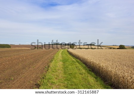 Grassy farm track by a ripe wheat field in the scenic Yorkshire wolds, England, part of the wolds way long distance footpath.