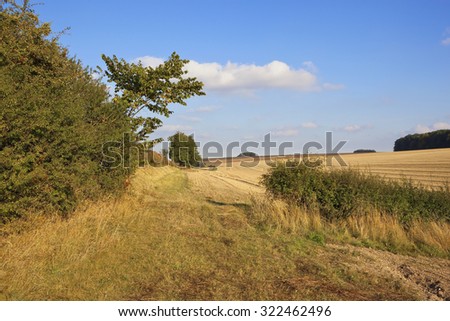 Hedgerows by a grassy farm track in the agricultural landscape of the Yorkshire wolds in Autumn