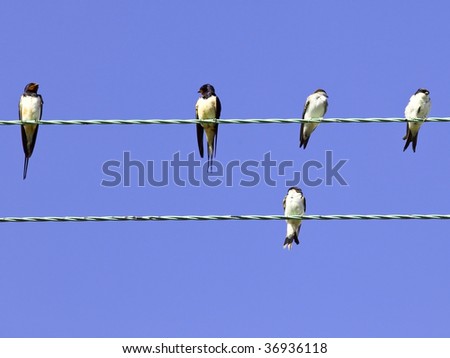 swallows and house martins on a wire in summer under a blue sky
