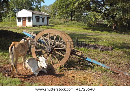 brahma cows and cart by a small building in rural karnataka india