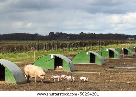 free range pig and piglets in a field with shelters under a stormy april sky