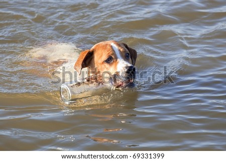 a brown and white dog swimming back through the water to its master with a glass bottle