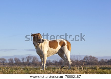 a muddy brown and white cross breed boxer dog looking over his shoulder along a grassy bank under a blue sky