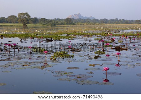 sri lanka landscape with a view over a water lilly lake towards the site of the buddhist rock temple at paramakanda