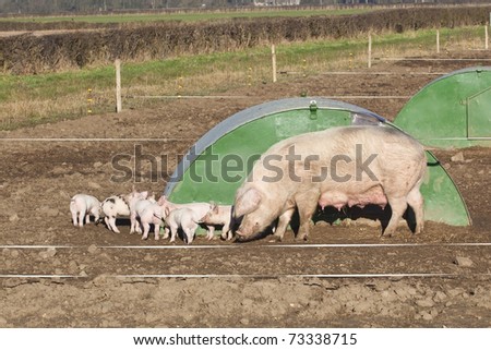 a sow and piglets on a free range farm with green shelters