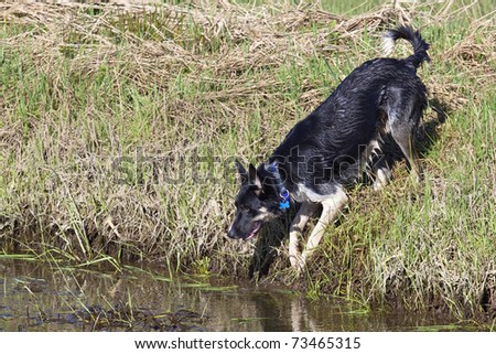 a young black and white border collie about enter a water filled ditch
