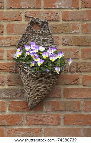 a wicker hanging basket with colorful viola flowers mounted on a brick wall