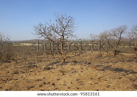 a dry arid indian landscape with trees and hills in sasan gir national park gujarat india