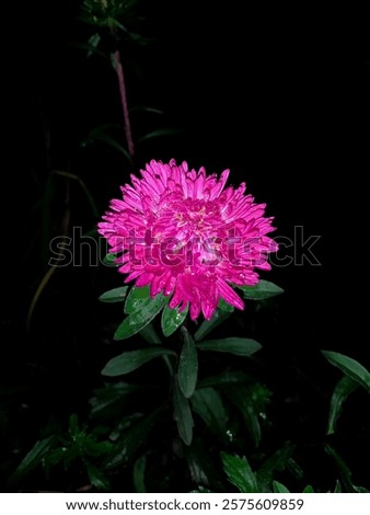 Similar – Image, Stock Photo Asters in the rain