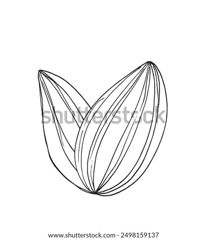 Outline illustration vector image of a sunflower seed.
Hand drawn artwork of a sunflower seeds.
Simple cute original logo.
Hand drawn vector illustration for posters.