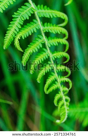 Similar – Image, Stock Photo wild fern Harmonious Calm