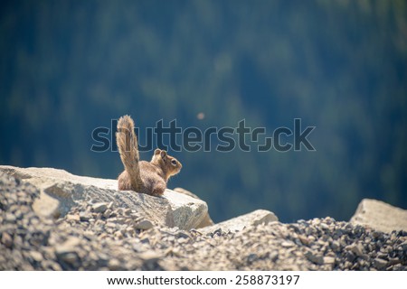 Little watchful chipmunk sitting on the brink of the rock with the forest on background