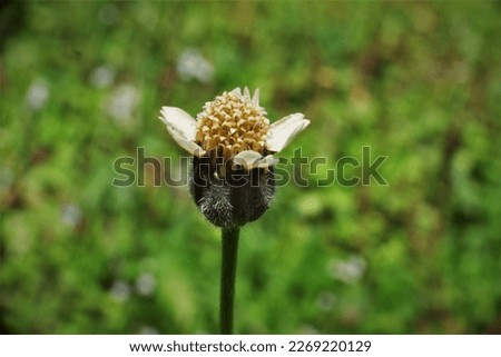 Bunga Rumput Liar a.k.a Bidens Pilosa L. Merupakan tumbuhan yang banyak hidup di lapangan terbuka hijau dan biasanya liar. Stock fotó © 