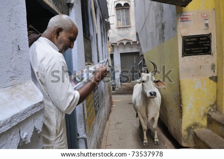 VARANASI - DECEMBER 31: A n old man reading newspaper completely ignoring a cow standing in front of his entrance. Cows are the holiest animal in Hinduism,  in Varanasi- India on December 31, 2010.