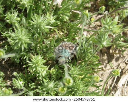 Similar – Foto Bild unscharfe Blume vor Himmel