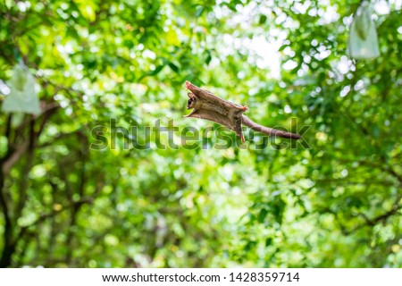 Sugar Gliders seen in a green garden, jump and fly from one tree to another trees 商業照片 © 