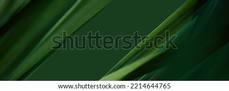 Image, Stock Photo green plant  leaves in the nature in springtime