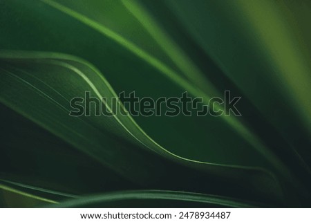 Similar – Image, Stock Photo Forest Light Environment