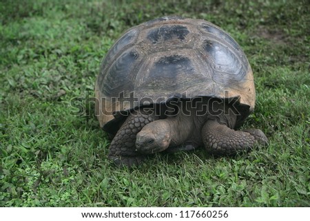 Giant Galapagos tortoise eating grass, Santa Cruz Island, Galapagos