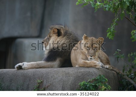lion and lioness resting