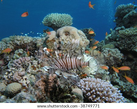 lion fish patrolling hard coral garden
