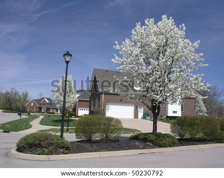 blooming tree in front of a corner-lot house
