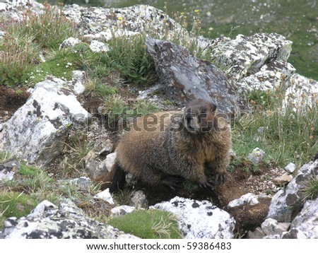 staring curious marmot on a rocky mountain crest in Rocky  Mountain National Park, CO, USA
