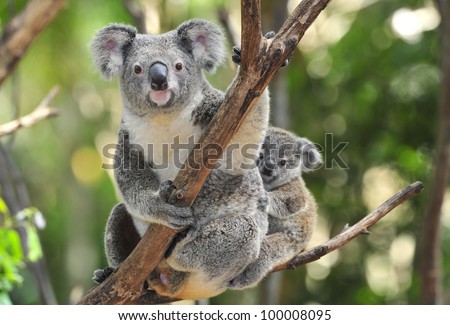 australian koala bear with her baby or joey in eucalyptus or gum tree, Sydney, NSW, australia. exotic iconic aussie mammal animal with infant in lush jungle rainforest