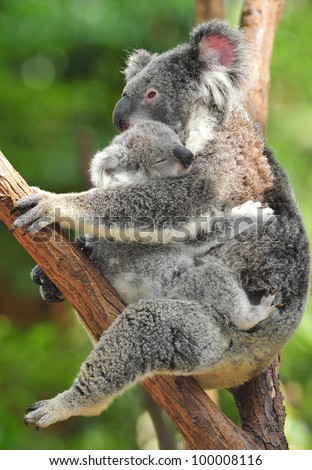 Australian Koala Bear Holding Her Baby Or Joey In Eucalyptus Tree ...