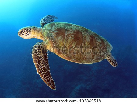 Green Turtle Swimming In Blue Ocean,Great Barrier Reef, Cairns ...