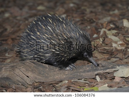 Australian Echidna Or Spiny Anteater Fossicking On Forest Floor ...