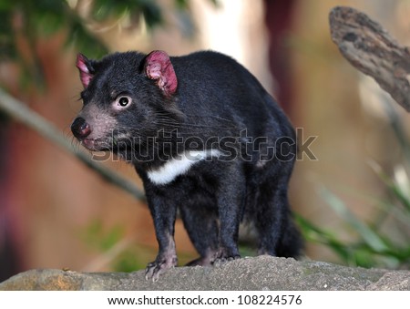 tasmanian devil close up full frame, australia, exotic endangered mammal / marsupial