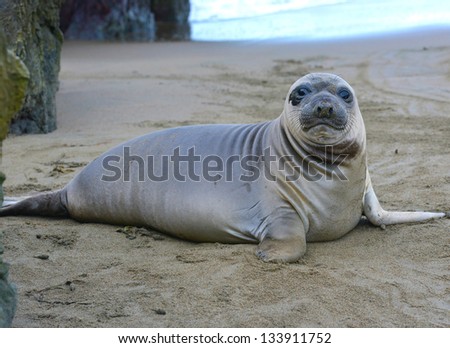 curious new born elephant seal pup / infant / baby looking at camera with wide eyes, big sur, california