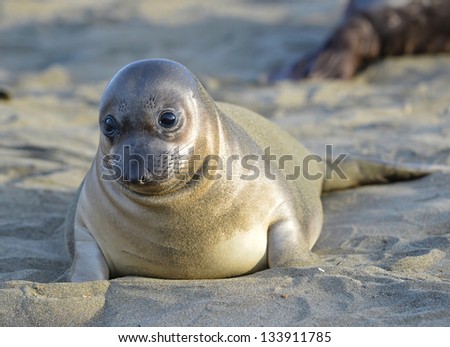 curious new born elephant seal pup / infant / baby looking at camera with wide eyes, big sur, california