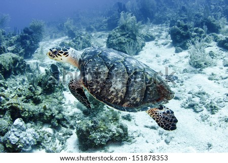 pacific green turtle swimming on great barrier reef, cairns, australia. underwater tropical reef scene