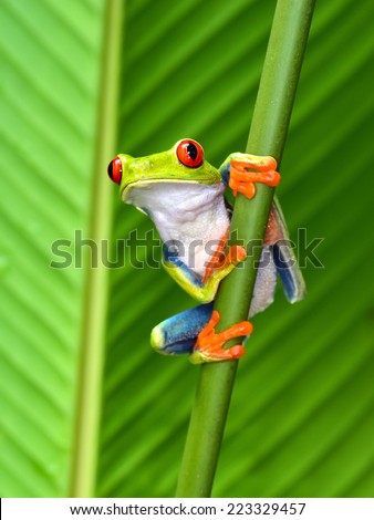 red eyed tree frog or gaudy leaf frog or Agalychnis callidryas a arboreal hylid native to tropical rainforests in Central America in panama and costa rica . Mistakenly also called the Green Tree Frog