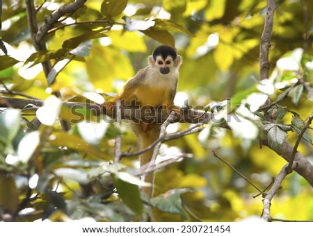 squirrel monkey in tree, carate, golfo dulce, costa rica near panama. cute brown ape primate in lush jungle rainforest