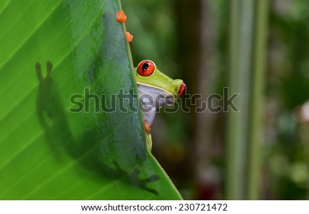 red eyed tree frog commonly called green tree frog on leaf showing silhouette and striking red eyes and orange feet in costa rica tropical rainforest jungle