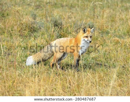 sierra nevada red fox or Vulpes vulpes necator one of americas most endangered mammals, yellowstone national park, montana, united states.
