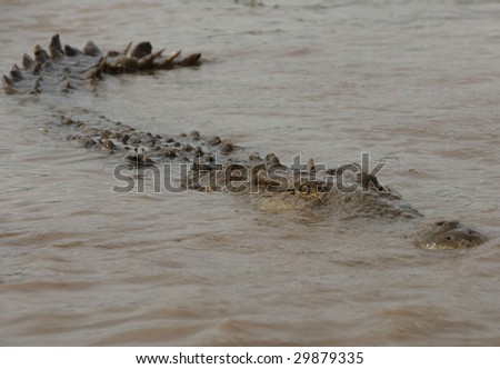 huge american crocodile in attack mode in water, tarcoles river, jaco, costa rica, central america