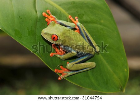 red eyed green tree frog panama 1