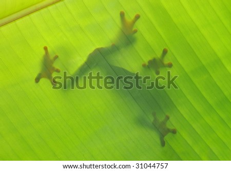frog silhouette shadow outline banana leaf, drake bay, costa rica , latin america. red eye green tree frog in exotic tropical amphibian lush rainforest jungle setting