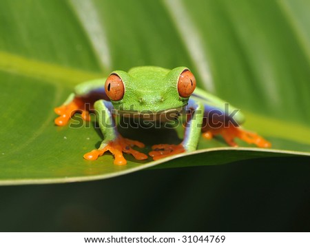red eyed green tree frog baby on banana leaf, drake bay, costa rica