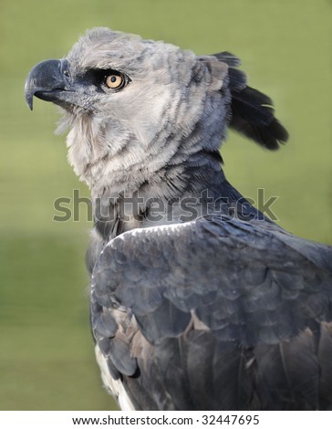 Magnificent American Harpy Eagle Or Harpia Harpyja , Side Profile Full ...