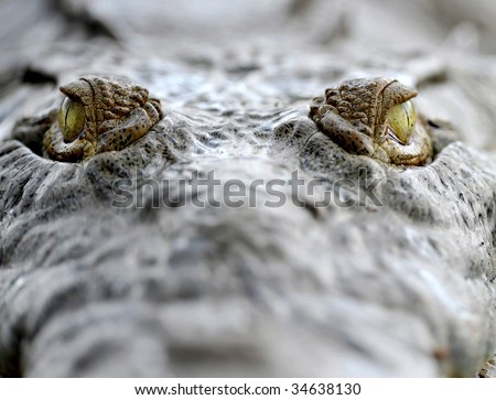american crocodile eyes close up, costa rica, central america, dangerous reptile amphibian predator croc full frame